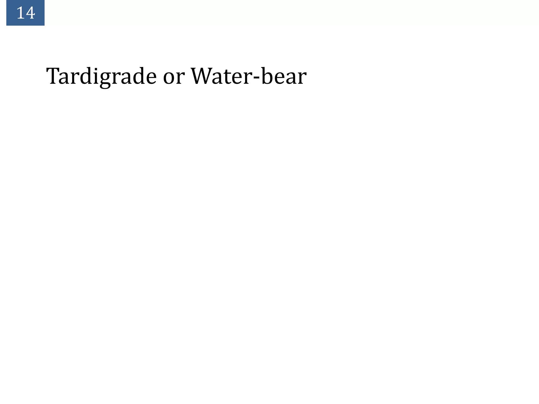 14


     Tardigrade or Water-bear
 