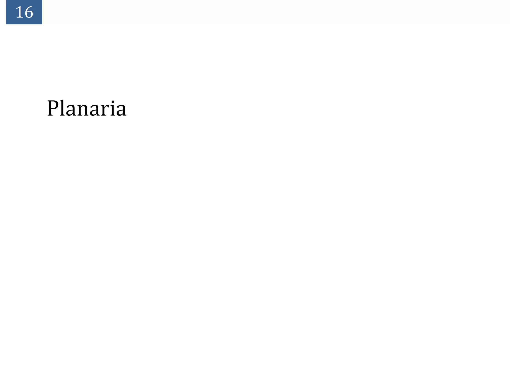 16




     Planaria
 