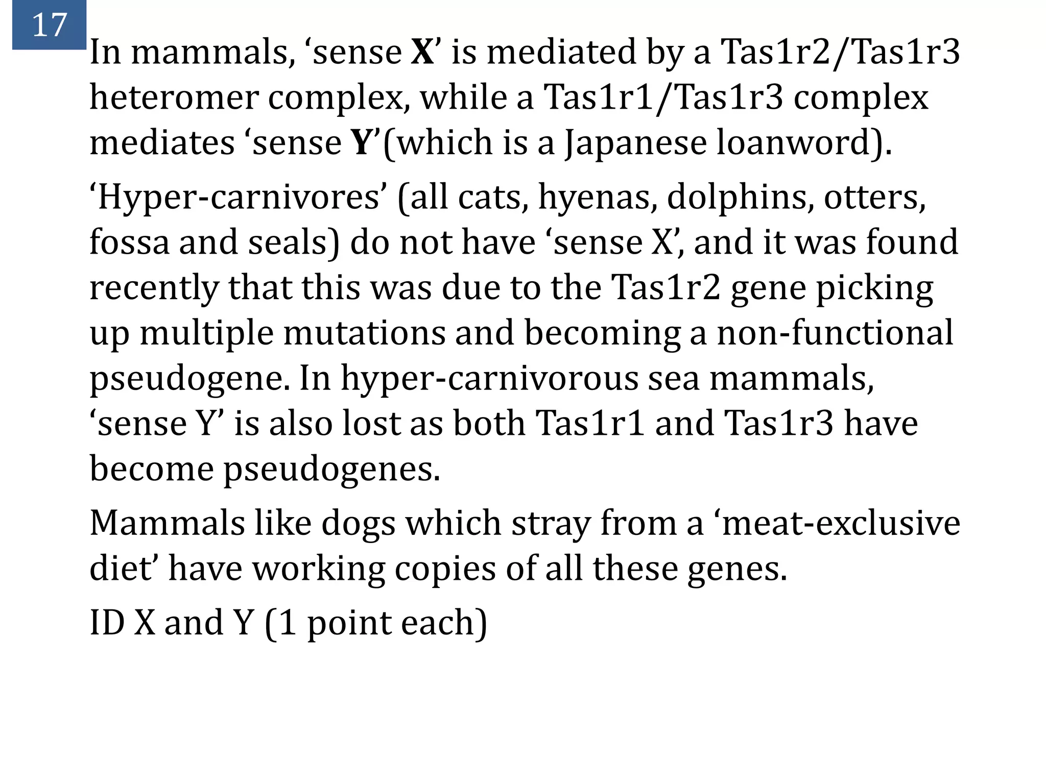 17
     In mammals, ‘sense X’ is mediated by a Tas1r2/Tas1r3
     heteromer complex, while a Tas1r1/Tas1r3 complex
     mediates ‘sense Y’(which is a Japanese loanword).
     ‘Hyper-carnivores’ (all cats, hyenas, dolphins, otters,
     fossa and seals) do not have ‘sense X’, and it was found
     recently that this was due to the Tas1r2 gene picking
     up multiple mutations and becoming a non-functional
     pseudogene. In hyper-carnivorous sea mammals,
     ‘sense Y’ is also lost as both Tas1r1 and Tas1r3 have
     become pseudogenes.
     Mammals like dogs which stray from a ‘meat-exclusive
     diet’ have working copies of all these genes.
     ID X and Y (1 point each)
 