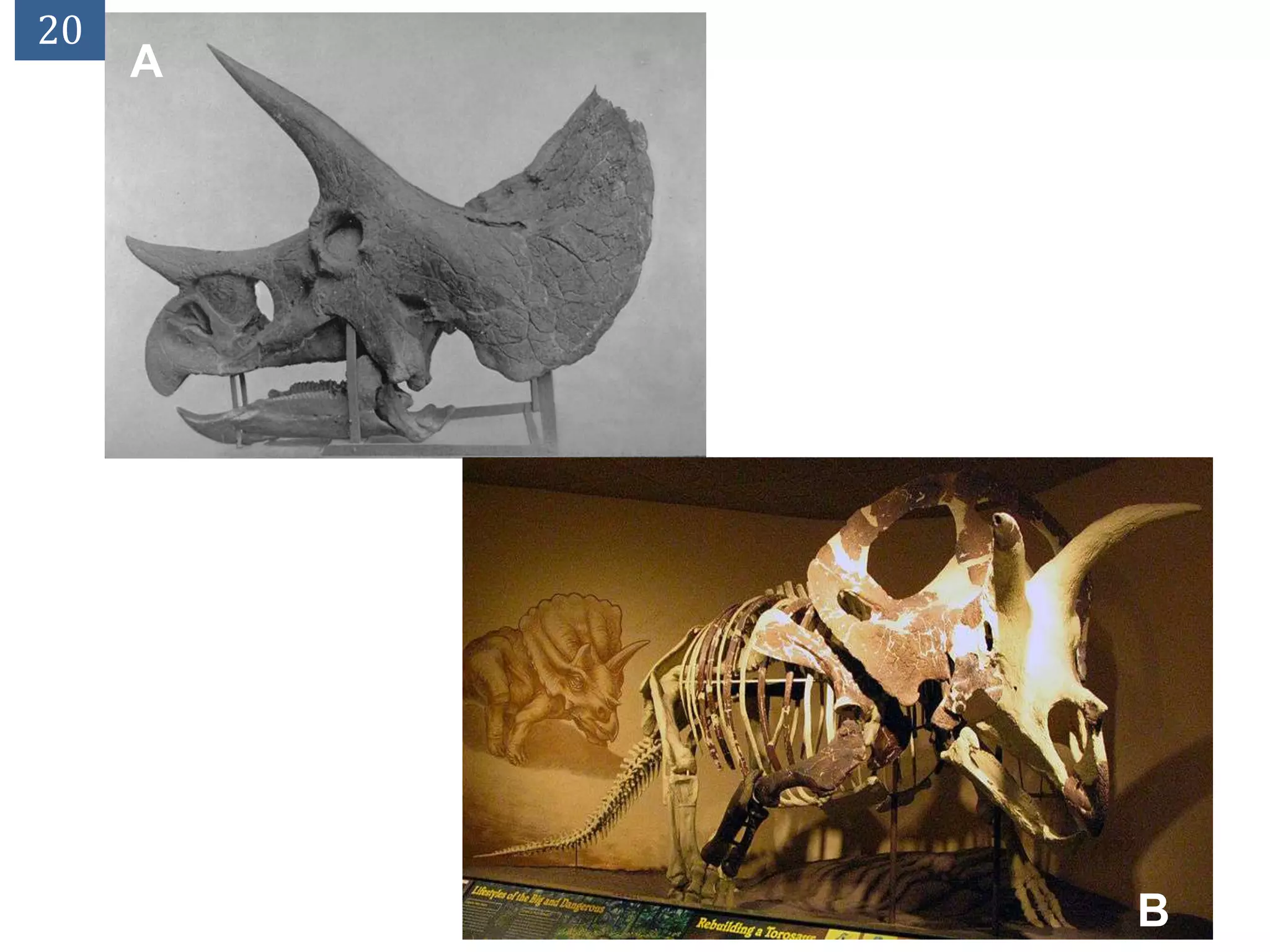 20
     A




         B
 