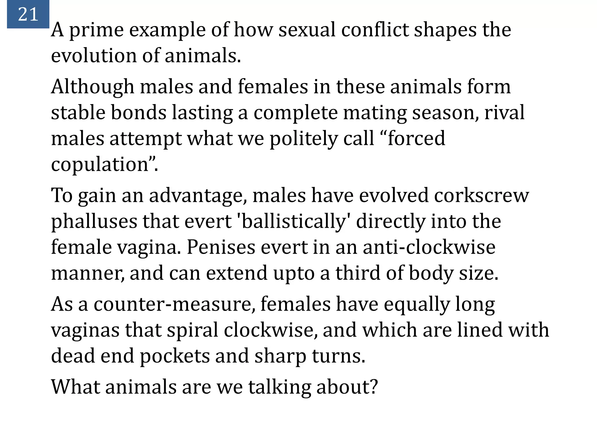 21
     A prime example of how sexual conflict shapes the
     evolution of animals.
     Although males and females in these animals form
     stable bonds lasting a complete mating season, rival
     males attempt what we politely call “forced
     copulation”.
     To gain an advantage, males have evolved corkscrew
     phalluses that evert 'ballistically' directly into the
     female vagina. Penises evert in an anti-clockwise
     manner, and can extend upto a third of body size.
     As a counter-measure, females have equally long
     vaginas that spiral clockwise, and which are lined with
     dead end pockets and sharp turns.
     What animals are we talking about?
 