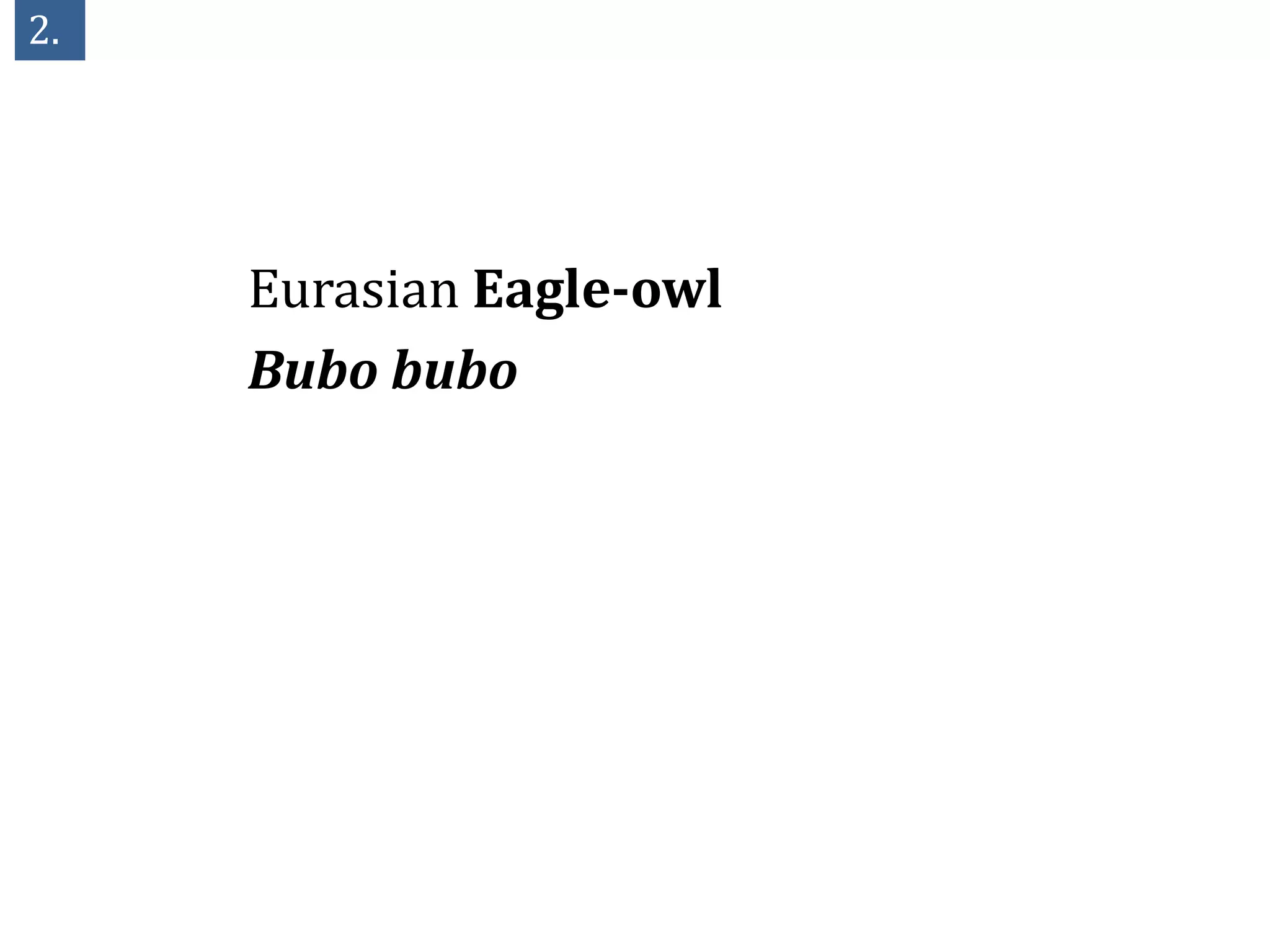 2.




     Eurasian Eagle-owl
     Bubo bubo
 