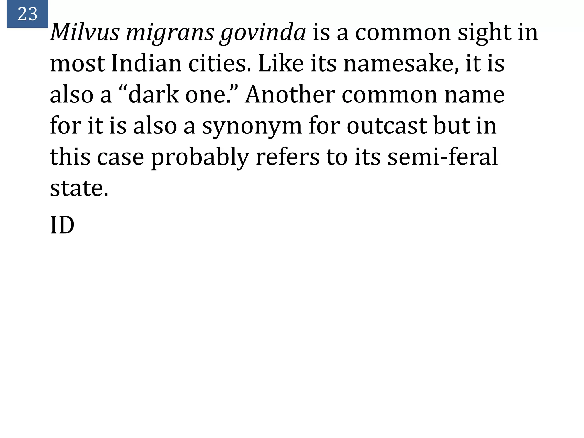 23
     Milvus migrans govinda is a common sight in
     most Indian cities. Like its namesake, it is
     also a “dark one.” Another common name
     for it is also a synonym for outcast but in
     this case probably refers to its semi-feral
     state.
     ID
 