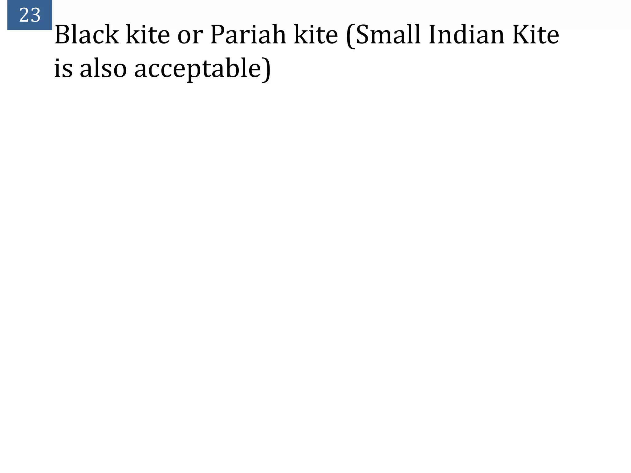 23
     Black kite or Pariah kite (Small Indian Kite
     is also acceptable)
 