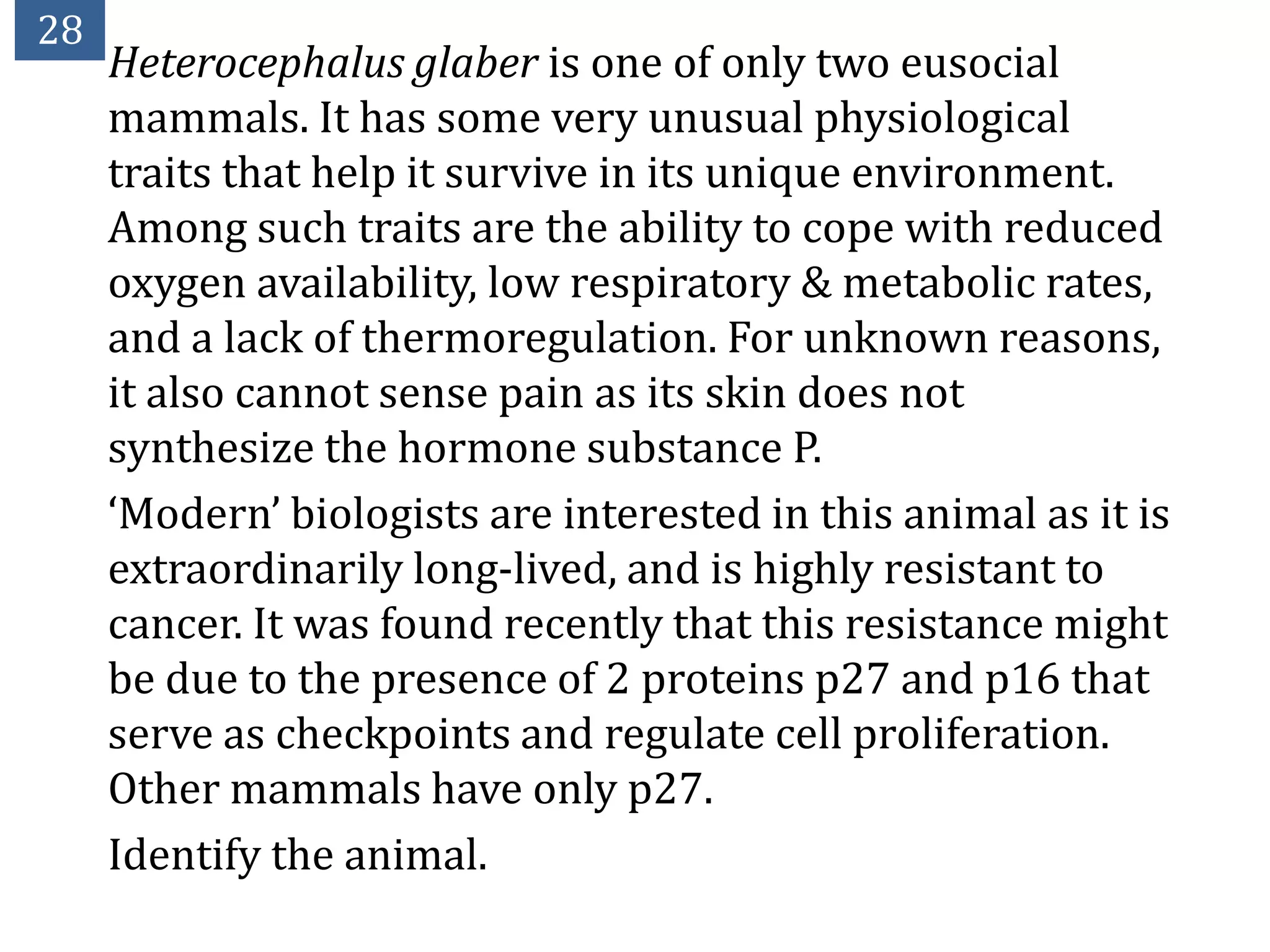 28
     Heterocephalus glaber is one of only two eusocial
     mammals. It has some very unusual physiological
     traits that help it survive in its unique environment.
     Among such traits are the ability to cope with reduced
     oxygen availability, low respiratory & metabolic rates,
     and a lack of thermoregulation. For unknown reasons,
     it also cannot sense pain as its skin does not
     synthesize the hormone substance P.
     ‘Modern’ biologists are interested in this animal as it is
     extraordinarily long-lived, and is highly resistant to
     cancer. It was found recently that this resistance might
     be due to the presence of 2 proteins p27 and p16 that
     serve as checkpoints and regulate cell proliferation.
     Other mammals have only p27.
     Identify the animal.
 