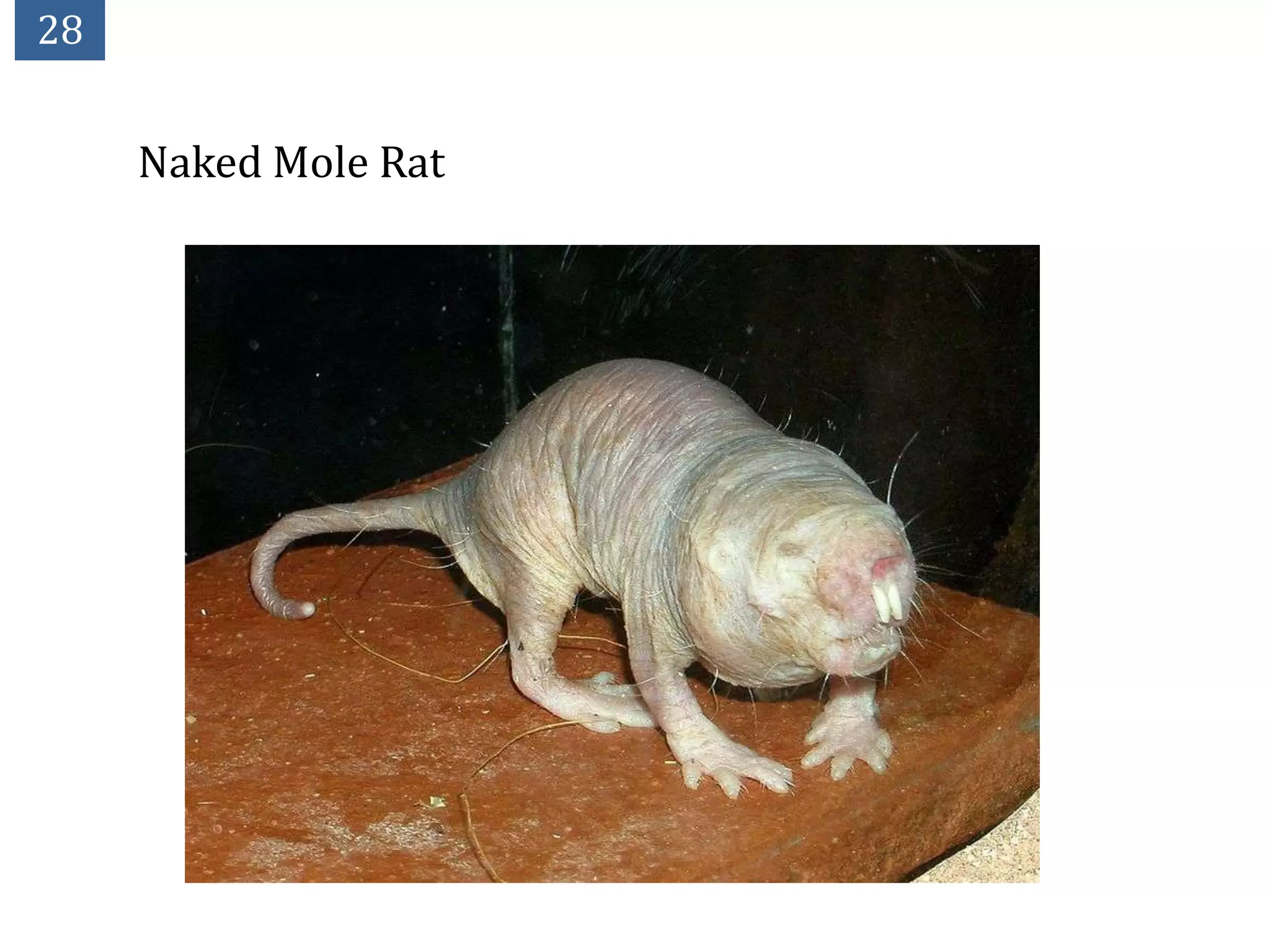 28


     Naked Mole Rat
 