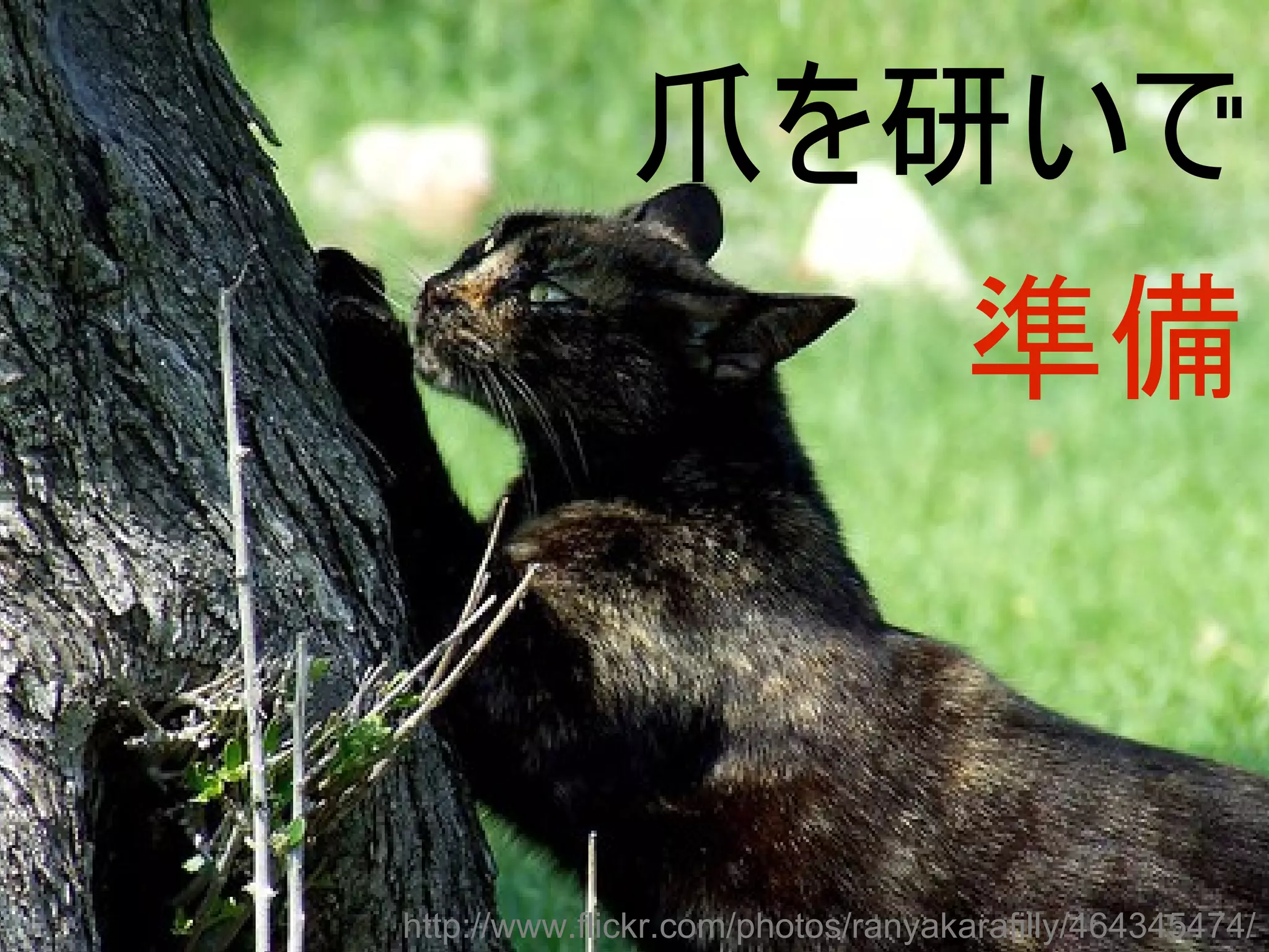 爪を研いで
                                   準備


http://www.flickr.com/photos/ranyakarafilly/464345474/
 