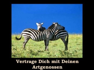 Vertrage Dich mit Deinen Artgenossen 