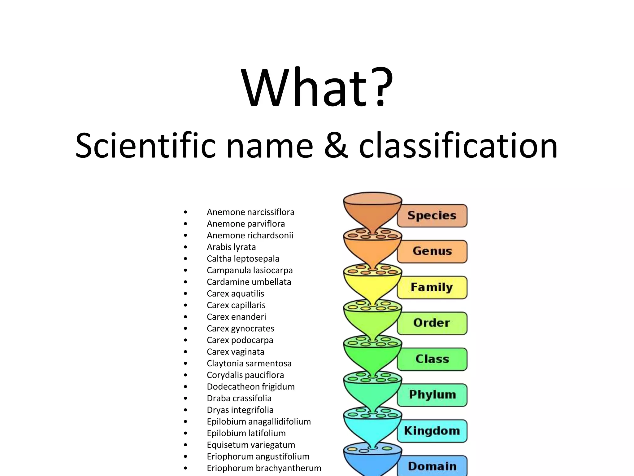 What?
Scientific name & classification
       •   Anemone narcissiflora
       •   Anemone parviflora
       •   Anemone richardsonii
       •   Arabis lyrata
       •   Caltha leptosepala
       •   Campanula lasiocarpa
       •   Cardamine umbellata
       •   Carex aquatilis
       •   Carex capillaris
       •   Carex enanderi
       •   Carex gynocrates
       •   Carex podocarpa
       •   Carex vaginata
       •   Claytonia sarmentosa
       •   Corydalis pauciflora
       •   Dodecatheon frigidum
       •   Draba crassifolia
       •   Dryas integrifolia
       •   Epilobium anagallidifolium
       •   Epilobium latifolium
       •   Equisetum variegatum
       •   Eriophorum angustifolium
       •   Eriophorum brachyantherum
 