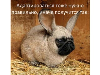 Адаптироваться тоже нужно
правильно, иначе получится так:
 