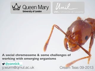 A social chromosome & some challenges of
working with emerging organisms
y.wurm@qmul.ac.uk Cream Teas 09-2013
 