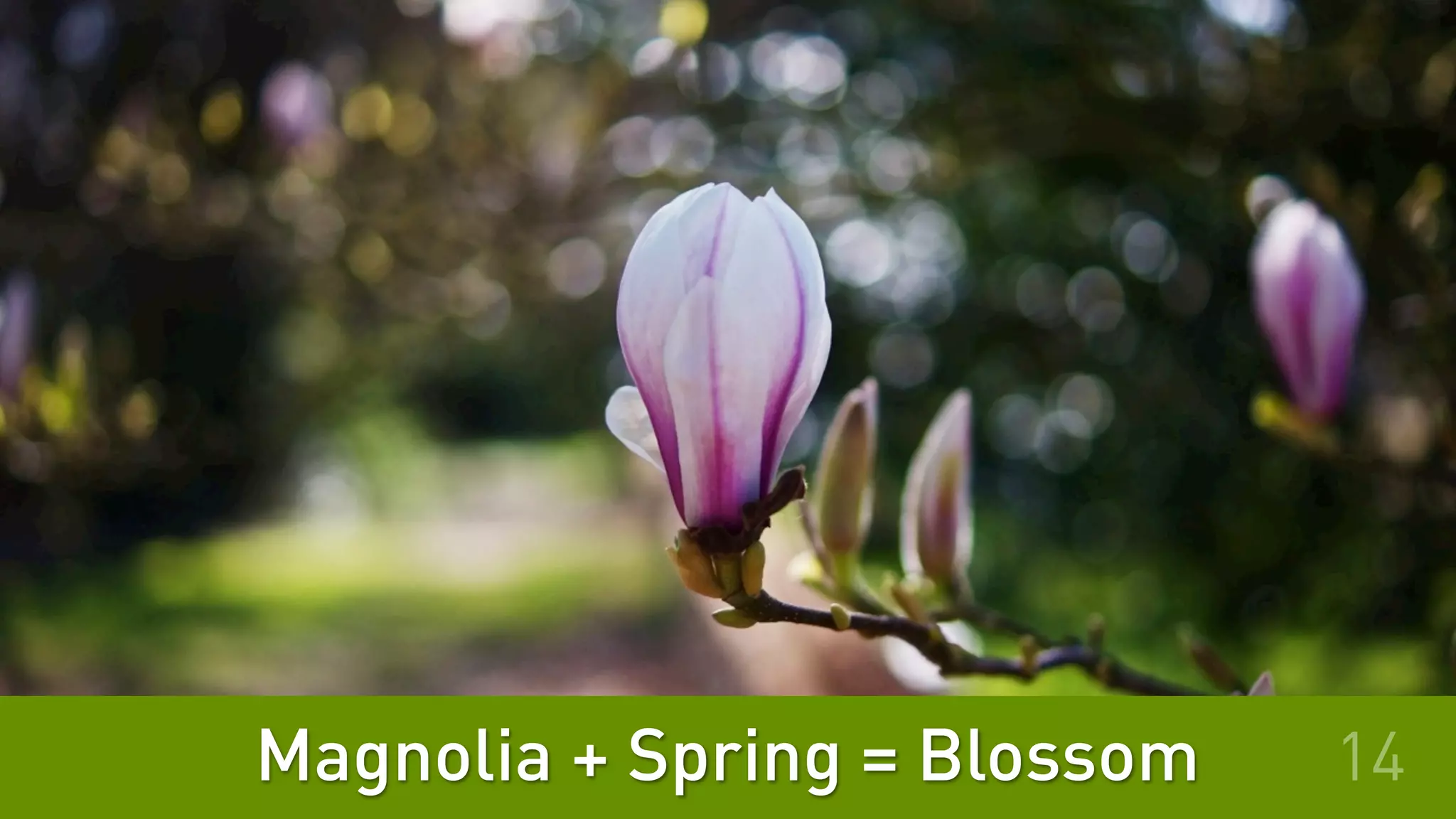 Magnolia + Spring = Blossom 14
 