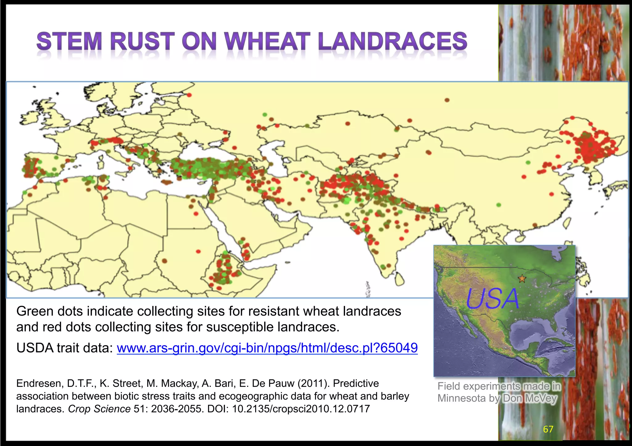 Green dots indicate collecting sites for resistant wheat landraces
and red dots collecting sites for susceptible landraces.
USDA trait data: www.ars-grin.gov/cgi-bin/npgs/html/desc.pl?65049
Endresen, D.T.F., K. Street, M. Mackay, A. Bari, E. De Pauw (2011). Predictive association between
biotic stress traits and ecogeographic data for wheat and barley landraces. Crop Science 51:
2036-2055. DOI: 10.2135/cropsci2010.12.0717
Bari, A., K. Street, , M. Mackay, D.T.F. Endresen, E. De Pauw, and A. Amri (2012). Focused
Identification of Germplasm Strategy (FIGS) detects wheat stem rust resistance linked to environment
variables. Genetic Resources and Crop Evolution 59(7):1465-1481. doi:10.1007/s10722-011-9775-5
Field experiments were
made in Minnesota by
Don McVey
67	
  
 