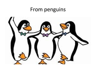 From penguins
 