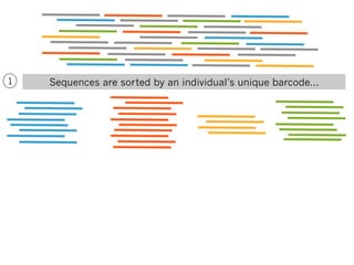1

Sequences are sorted by an individual’s unique barcode...

 