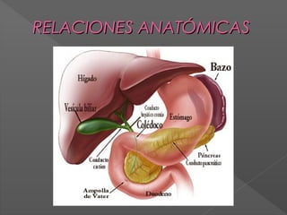 RELACIONES ANATÓMICAS

 