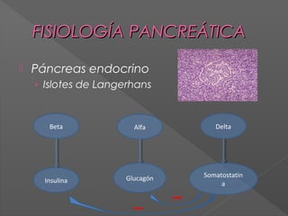 FISIOLOGÍA PANCREÁTICA


Páncreas endocrino
› Islotes de Langerhans

Beta

Alfa

Delta

Insulina

Glucagón

Somatostatin
a

 