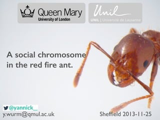 A social chromosome
in the red ﬁre ant.
y.wurm@qmul.ac.uk Shefﬁeld 2013-11-25
 