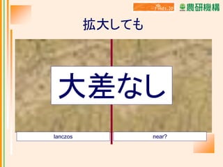 拡大しても

大差なし
lanczos

near?

 