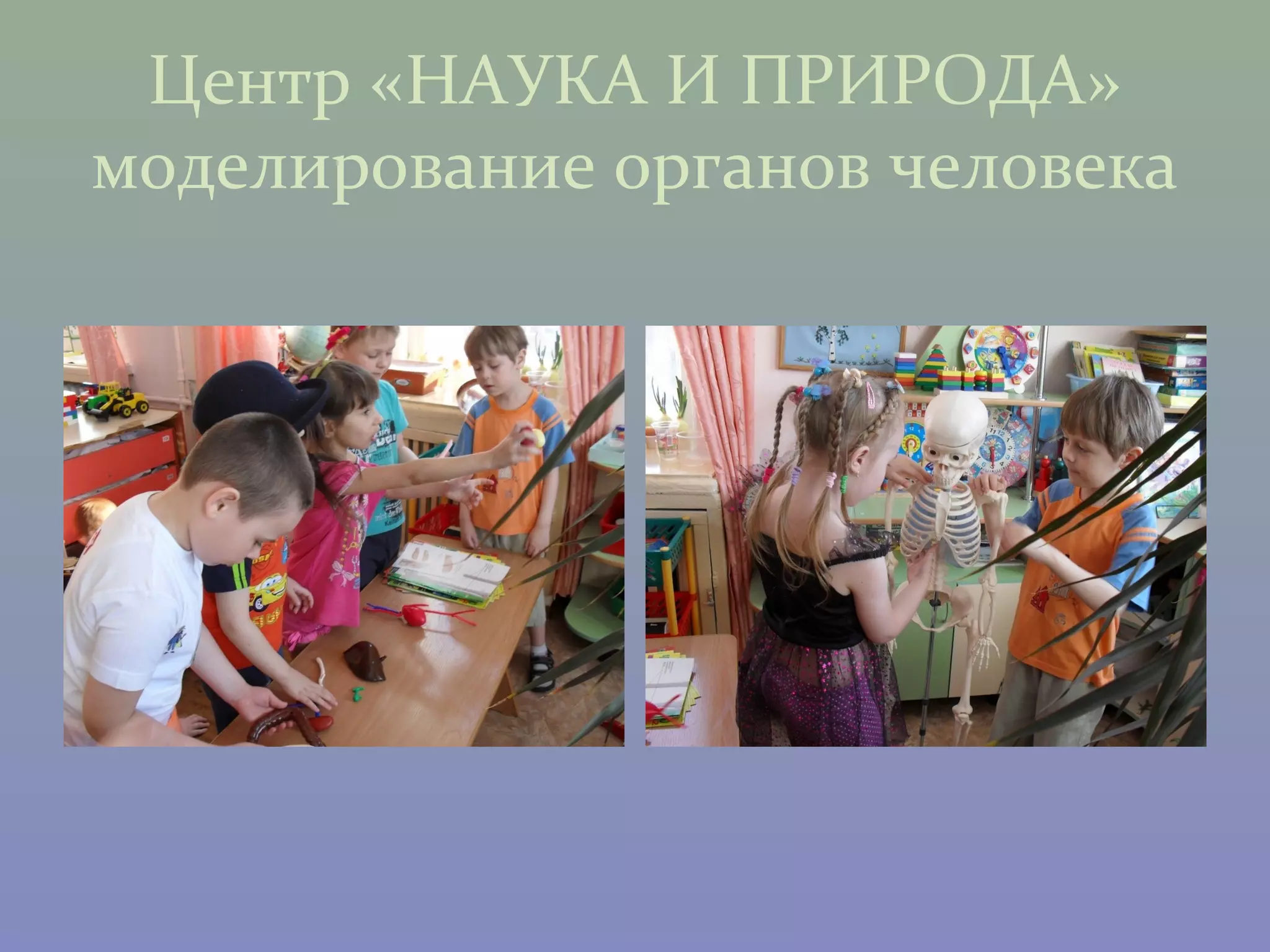 Центр «НАУКА И ПРИРОДА»
моделирование органов человека
 