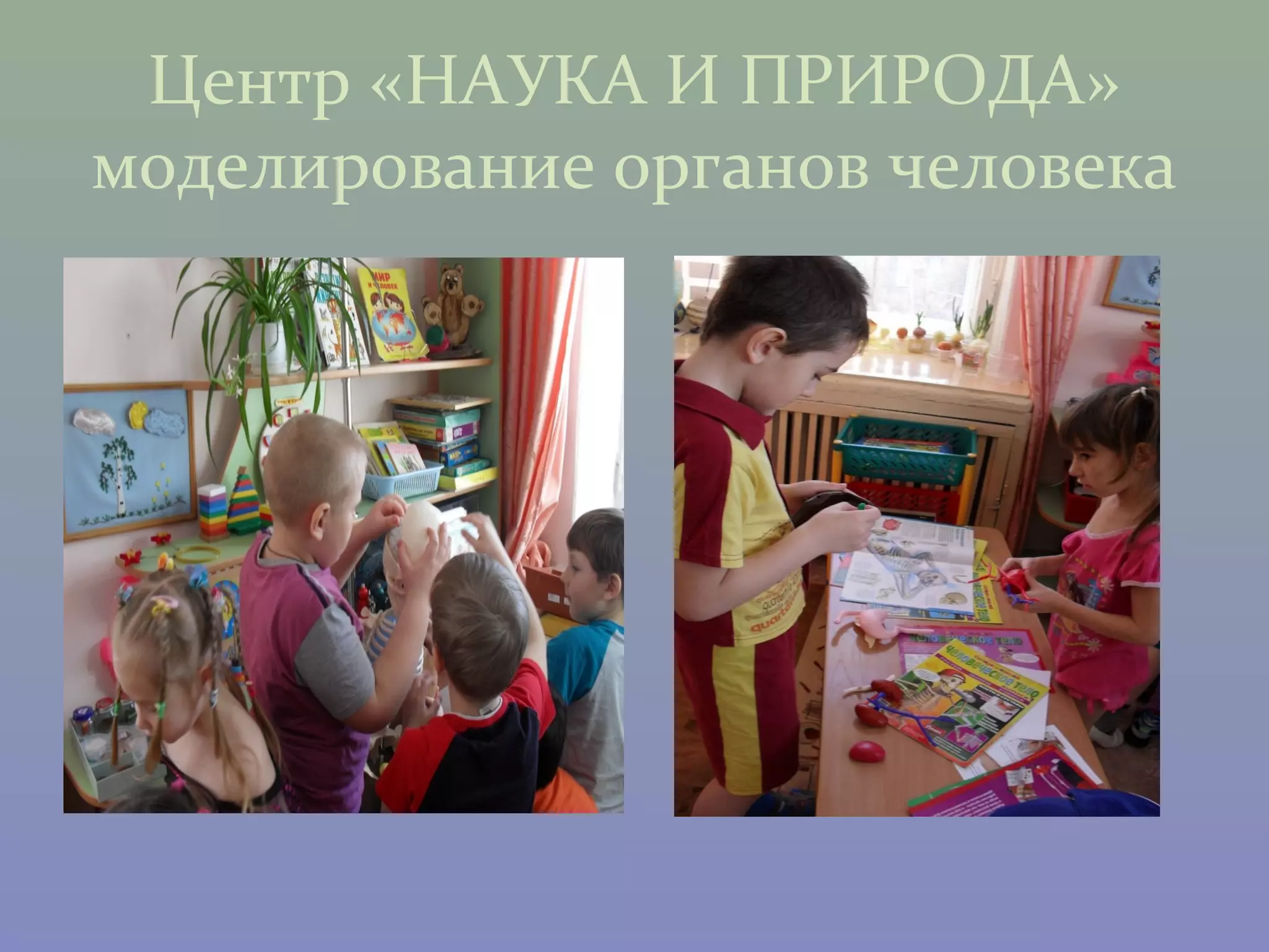 Центр «НАУКА И ПРИРОДА»
моделирование органов человека
 