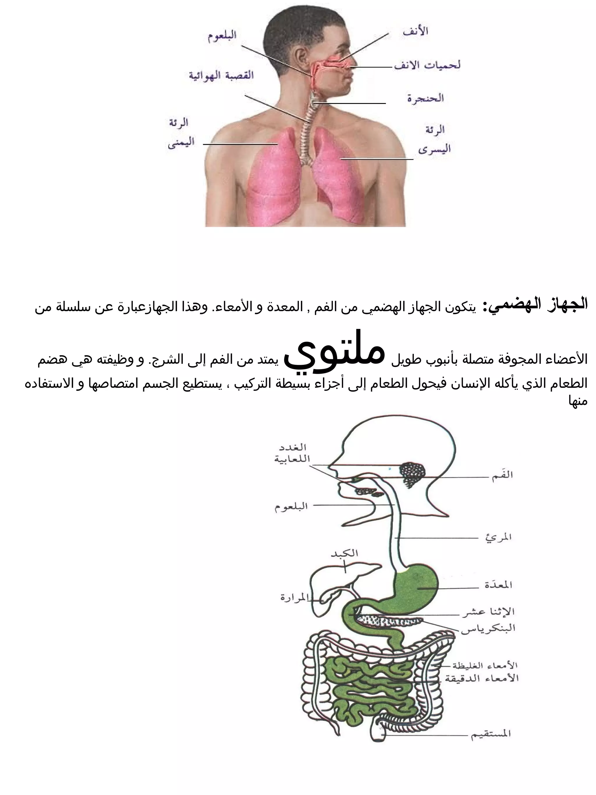 ‫يتكون الجهاز الهضمي من الفم , المعدة و المعاء. وهذا الجهازضعبارة ضعن سلسلة من‬   ‫الجهاز الهضمي:‬

  ‫يمتد من الفم إلى الشرج. و وظيفته هي هضم‬   ‫ملتوي‬              ‫الضعضاء المجوفة متصلة بأنبوب طويل‬
‫الطعام الذي يأكله النسان فيحول الطعام إلى أجزاء بسيطة التركيب ، يستطيع الجسم امتصاصها و الستفاده‬
                                                                                             ‫منها‬
 
