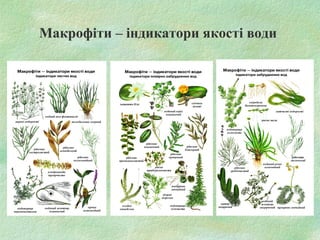 Макрофіти – індикатори якості води
 