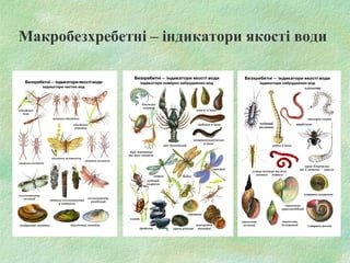 Макробезхребетні – індикатори якості води
 