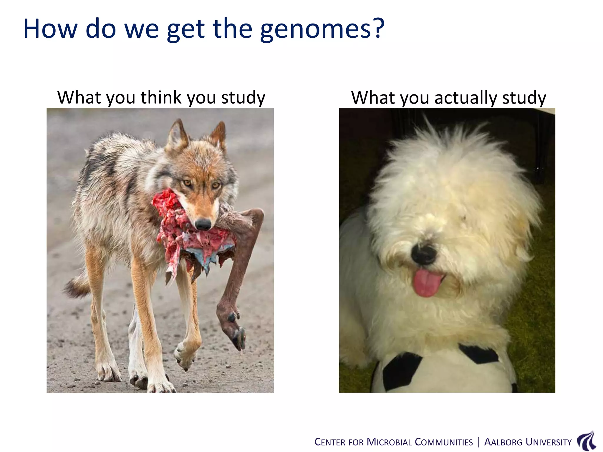 How do we get the genomes?
What you think you study

What you actually study

CENTER FOR MICROBIAL COMMUNITIES | AALBORG UNIVERSITY

 