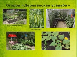 Огород «Деревенская усадьба»

Грядки по периметру
Урожай гороха

 