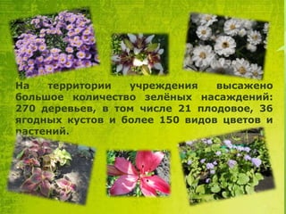 На
территории
учреждения
высажено
большое количество зелѐных насаждений:
270 деревьев, в том числе 21 плодовое, 36
ягодных кустов и более 150 видов цветов и
растений.

 