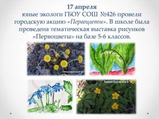 17 апреля
юные экологи ГБОУ СОШ №426 провели
городскую акцию «Первоцветы». В школе была
проведена тематическая выставка рисунков
«Первоцветы» на базе 5-6 классов.
 