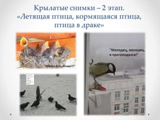 Крылатые снимки – 2 этап.
«Летящая птица, кормящаяся птица,
птица в драке»
 
