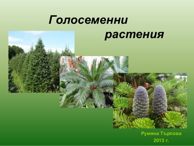 голосеменни растения 2013