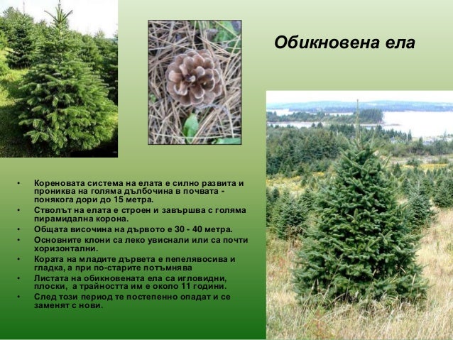 голосеменни растения 2013