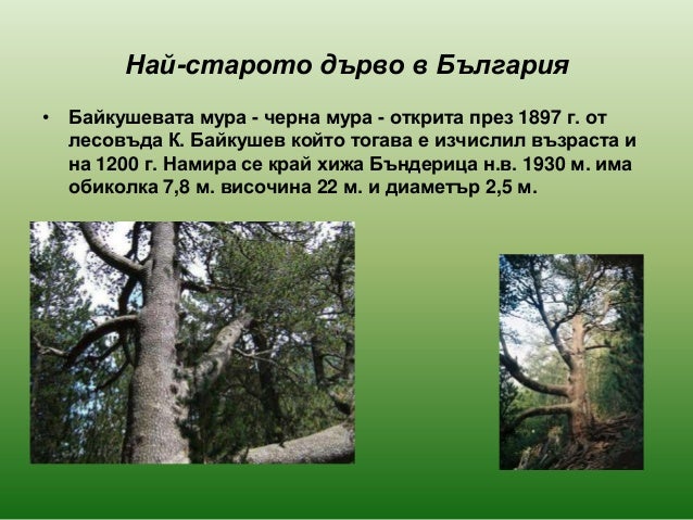 голосеменни растения 2013