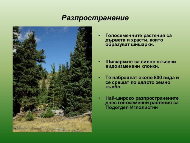 голосеменни растения 2013