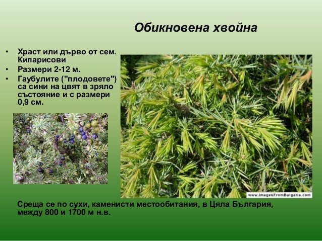 голосеменни растения 2013