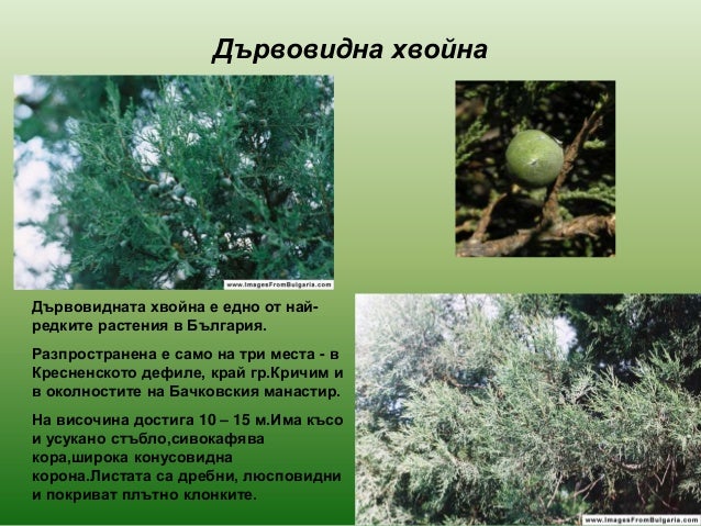 голосеменни растения 2013