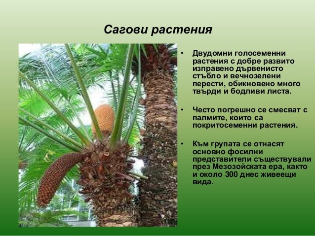 голосеменни растения 2013
