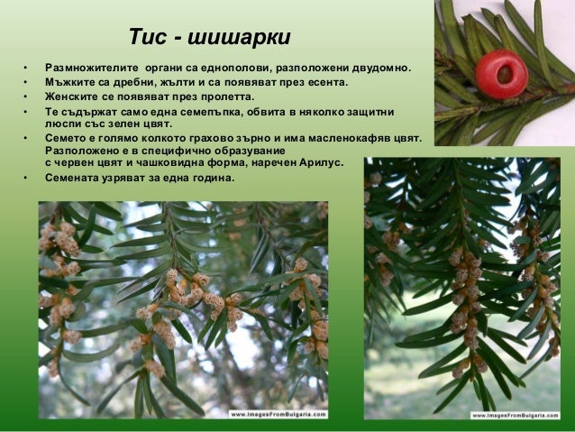 голосеменни растения 2013