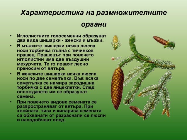 голосеменни растения 2013