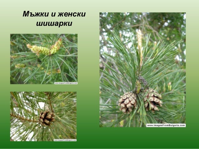 голосеменни растения 2013