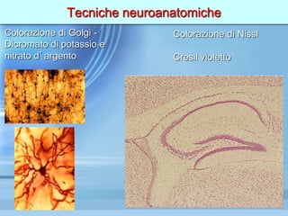 Tecniche neuroanatomiche
Colorazione di Golgi -
Dicromato di potassio e
nitrato d’argento
Colorazione di Nissl
Cresil violetto
 