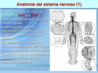 Anatomia del sistema nervoso (1)
Il SN è composto da due parti
principali: il SNC e il SNP.
Il SNC è suddivisibile in cervello e
midollo spinale.
Il SNP è suddivisibile in :
•SN somatico (interazione con
l’esterno - nervi afferenti ed
efferenti);
•SN autonomo (regolazione
dell’ambiente interno dell’organi-
smo) composto da nervi simpatici
(mobilitano risorse energetiche) e
parasimpatici (mantengono
risosrse energetiche).
 