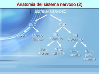 Anatomia del sistema nervoso (2)
SISTEMA NERVOSO
Cervello
SNC SNP
Midollo
Spinale
SN
Somatico
Nervi
afferenti
Nervi
efferenti
SN
Autonomo
Nervi
simpatici
Nervi
para-
simpatici
 