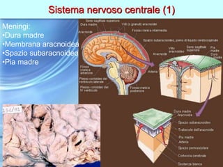 Sistema nervoso centrale (1)
Meningi:
•Dura madre
•Membrana aracnoidea
•Spazio subaracnoideo
•Pia madre
 