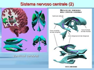 Sistema nervoso centrale (2)
Ventricoli cerebrali
 