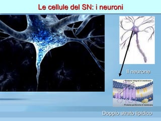Le cellule del SN: i neuroni
Il neurone
Doppio strato lipidico
 