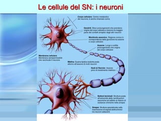 Le cellule del SN: i neuroni
 